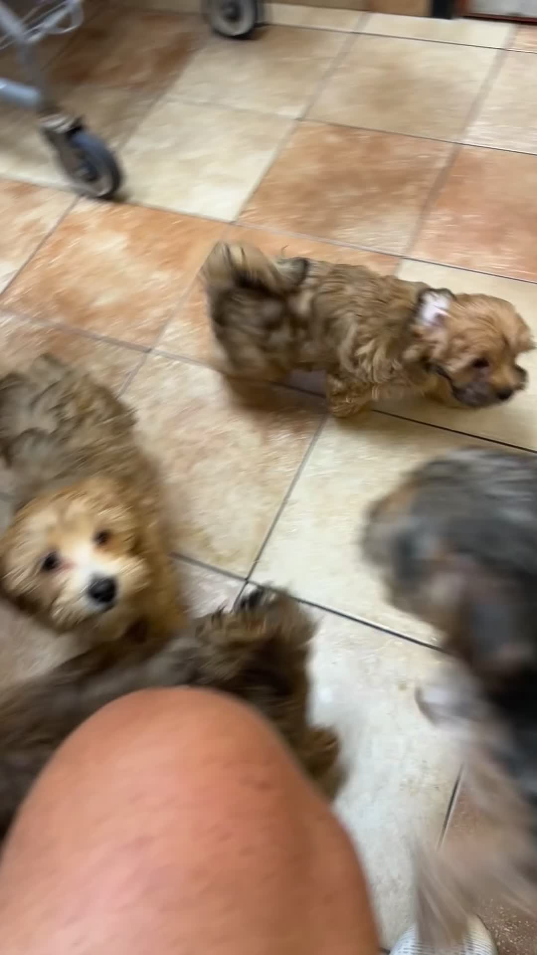 Yorkiepoo dogs for sale: Yorkiepoo Puppy 4 - Video 1