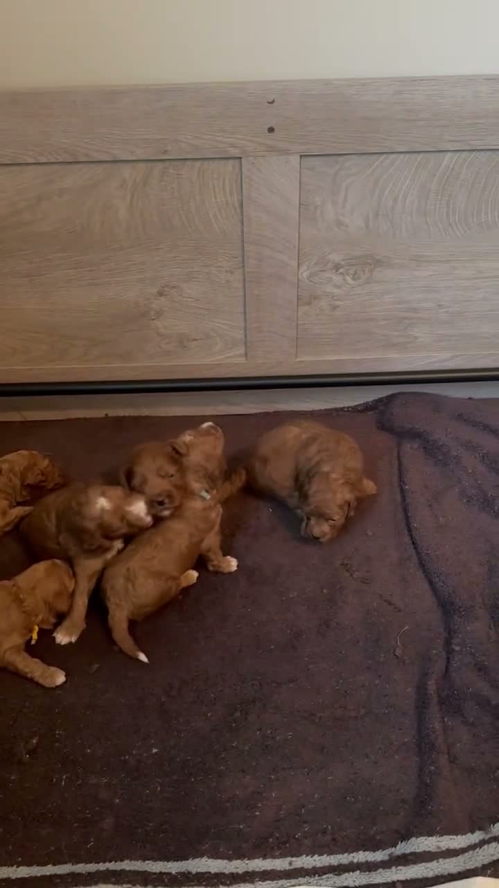 Cockapoo dogs for sale: Belle - Video 1