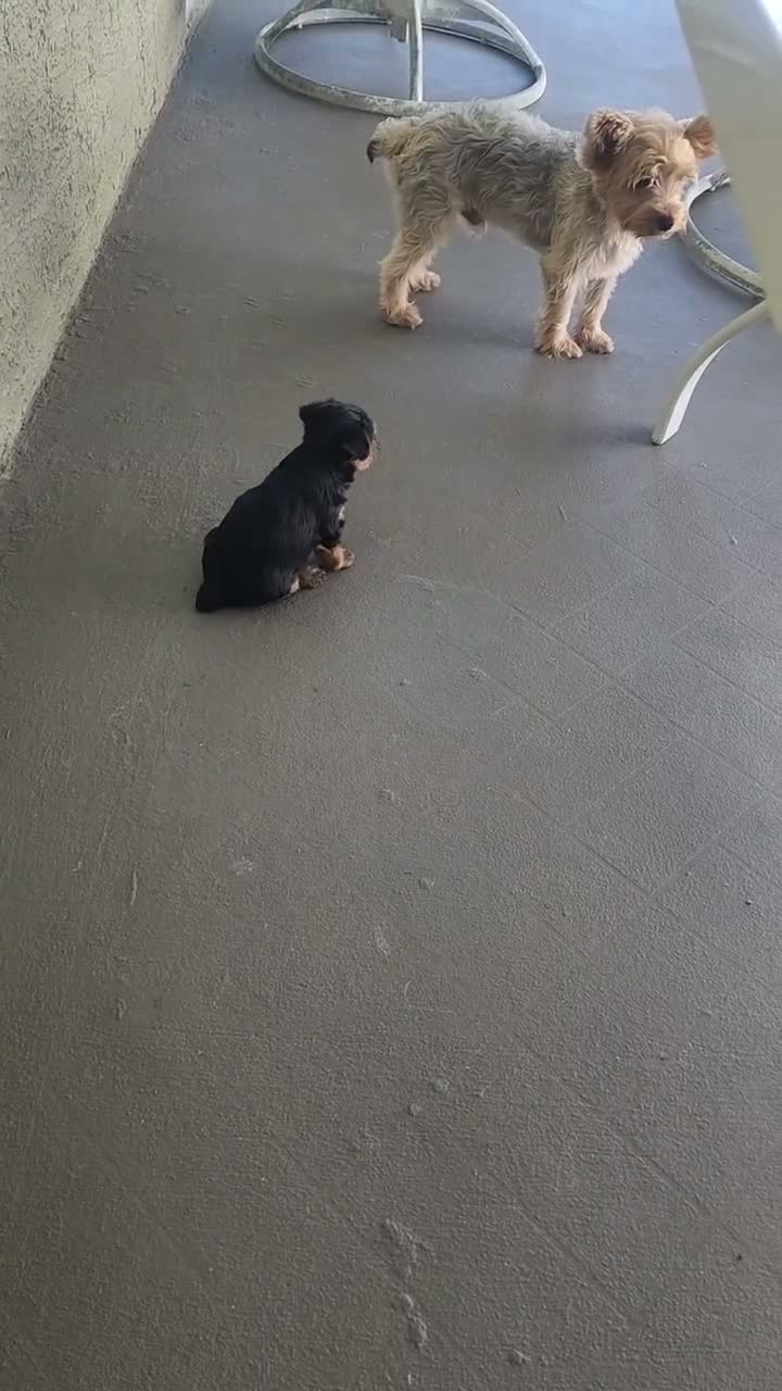 Yorkshire Terrier dogs for sale: Yorkshire Terrier 2 - Video 2