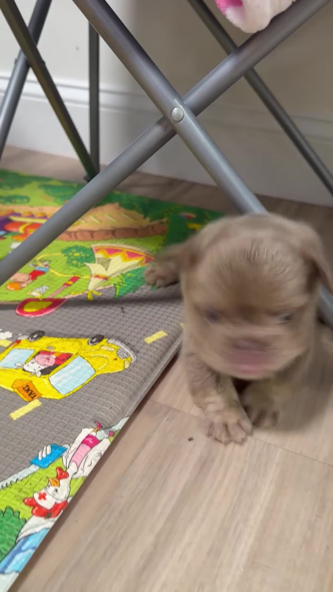 French Bulldog dogs for sale: Pineapple  - Video 2