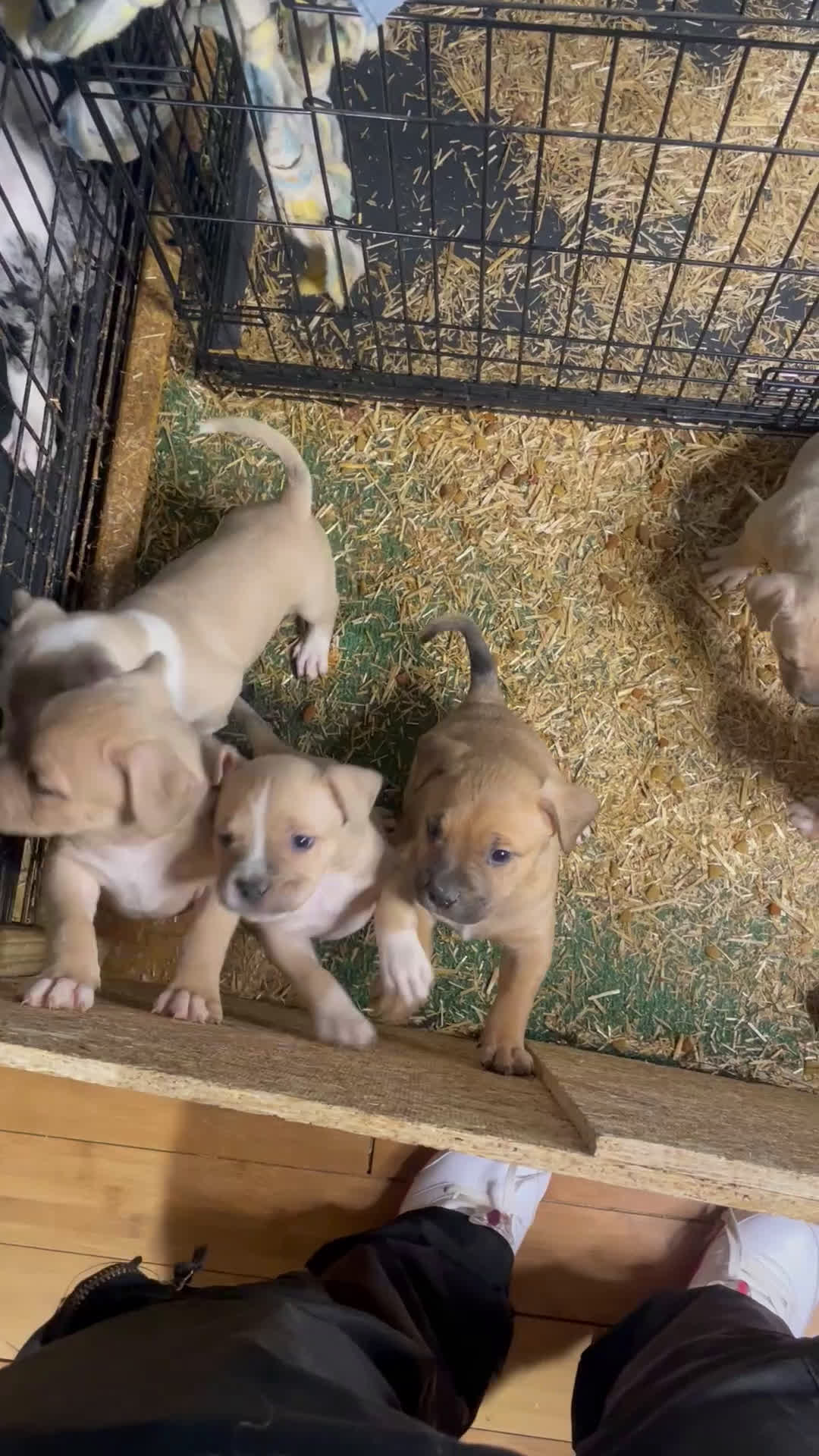 American Bully dogs for sale: American Bully Puppy 3 - Video 1