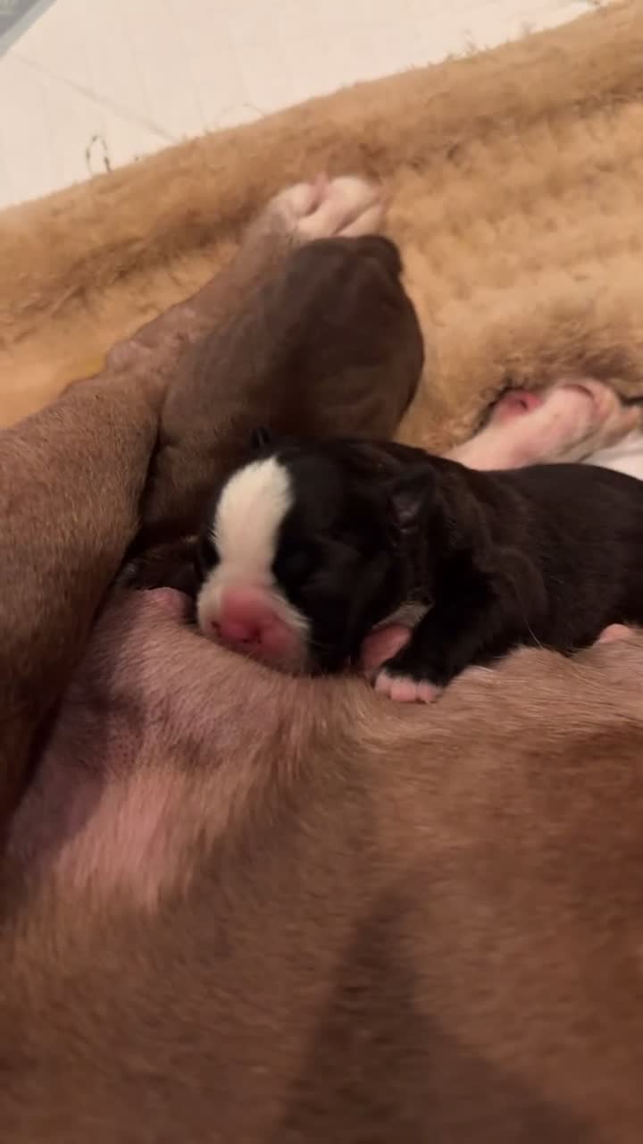 Boston Terrier dogs for sale: Tatum - Video 1
