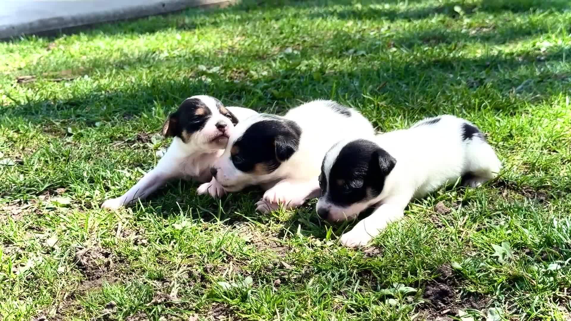 Mixed Breed dogs for sale: Tanisha - Video 1