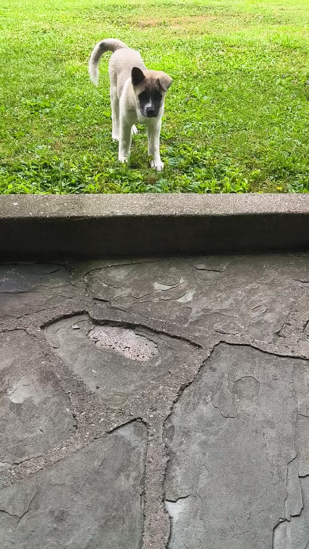 Akita dogs for sale: Akita 1 - Video 2