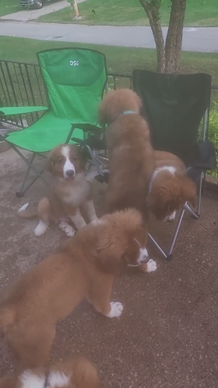 Mixed Breed dogs for sale: Moose - Video 4