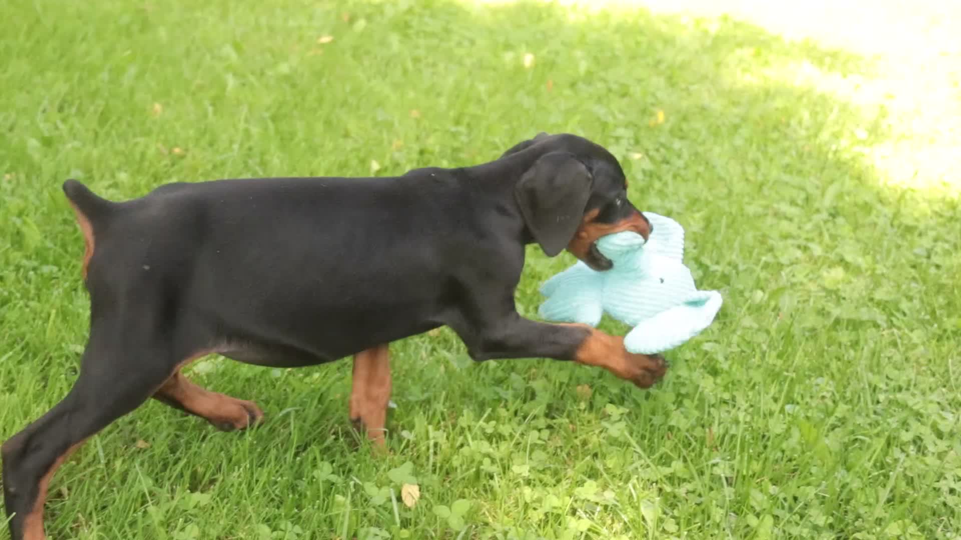 Doberman Pinscher dogs for sale: Elowen - Video 1