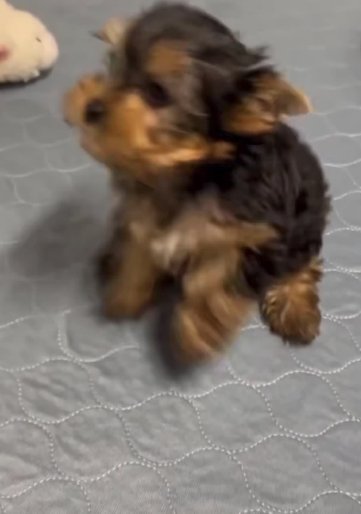 Yorkshire Terrier dogs for sale: Trixie - Video 1