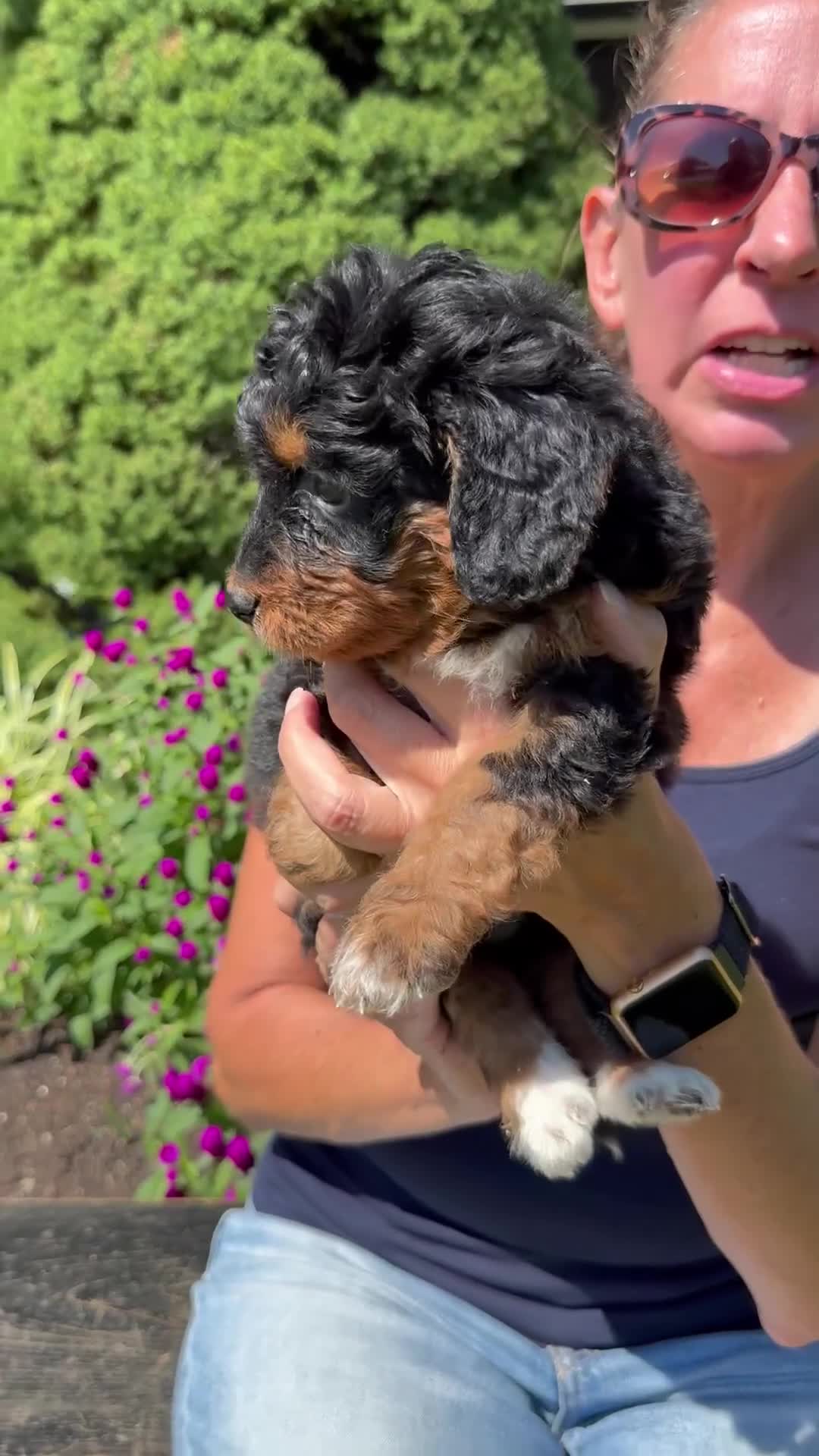 Bernedoodle dogs for sale: Autumn  - Video 1