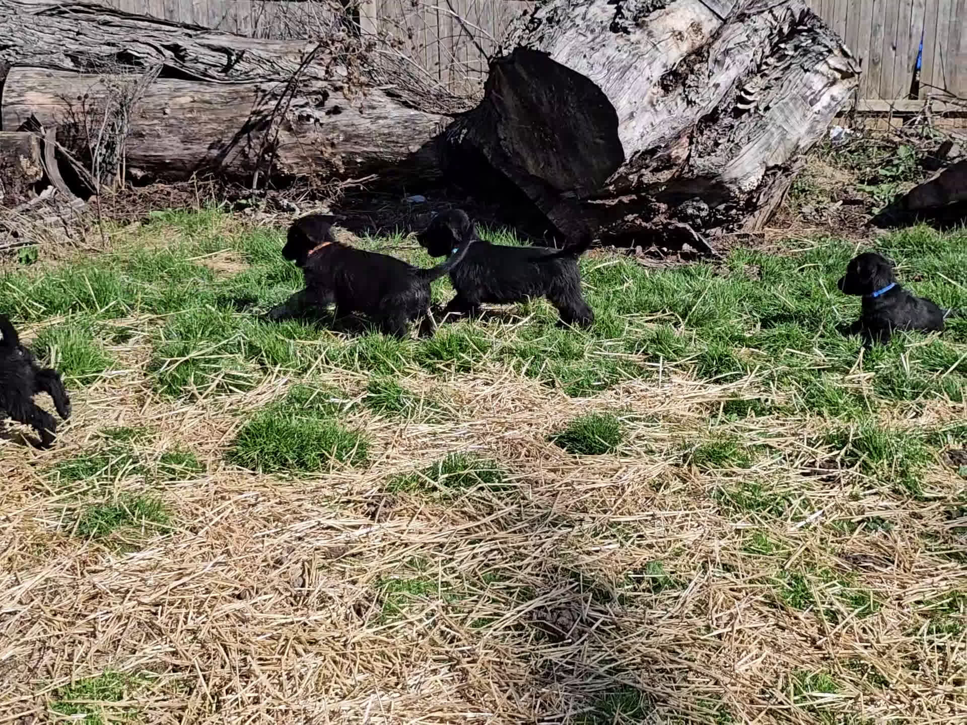 Mixed Breed dogs for sale: Mario - Video 1