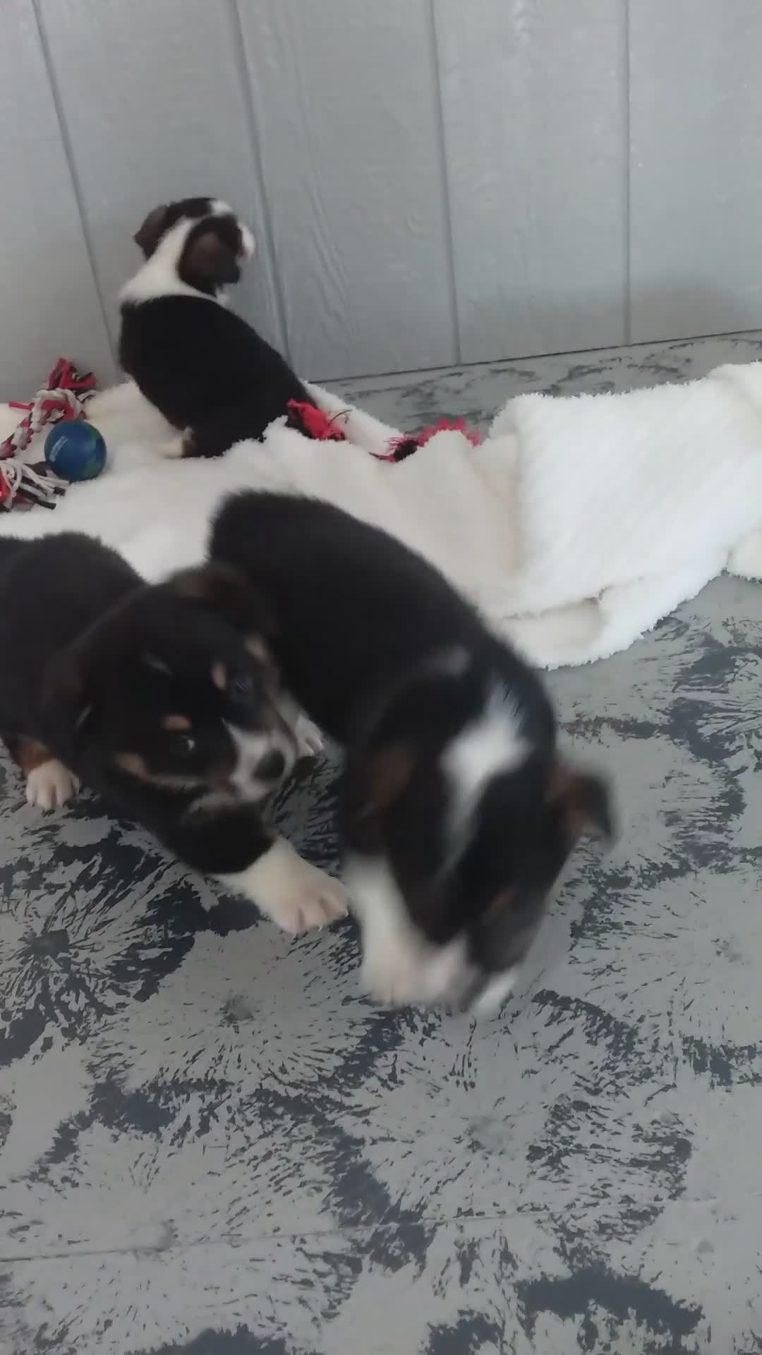 Welsh Corgi Pembroke dogs for sale: Charlie - Video 1