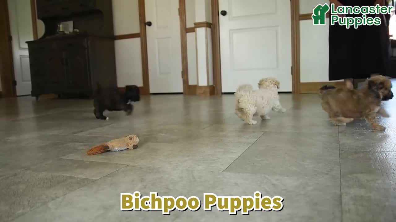 Bichpoo dogs for sale: Sandy - Video 1