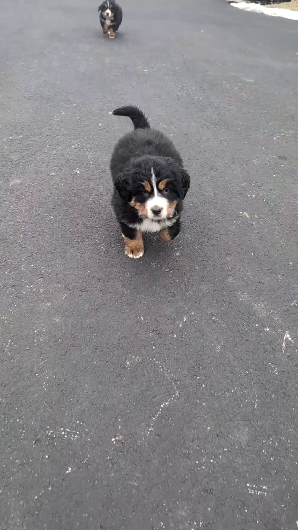Bernese Mountain Dog dogs for sale: Bruno - Video 1