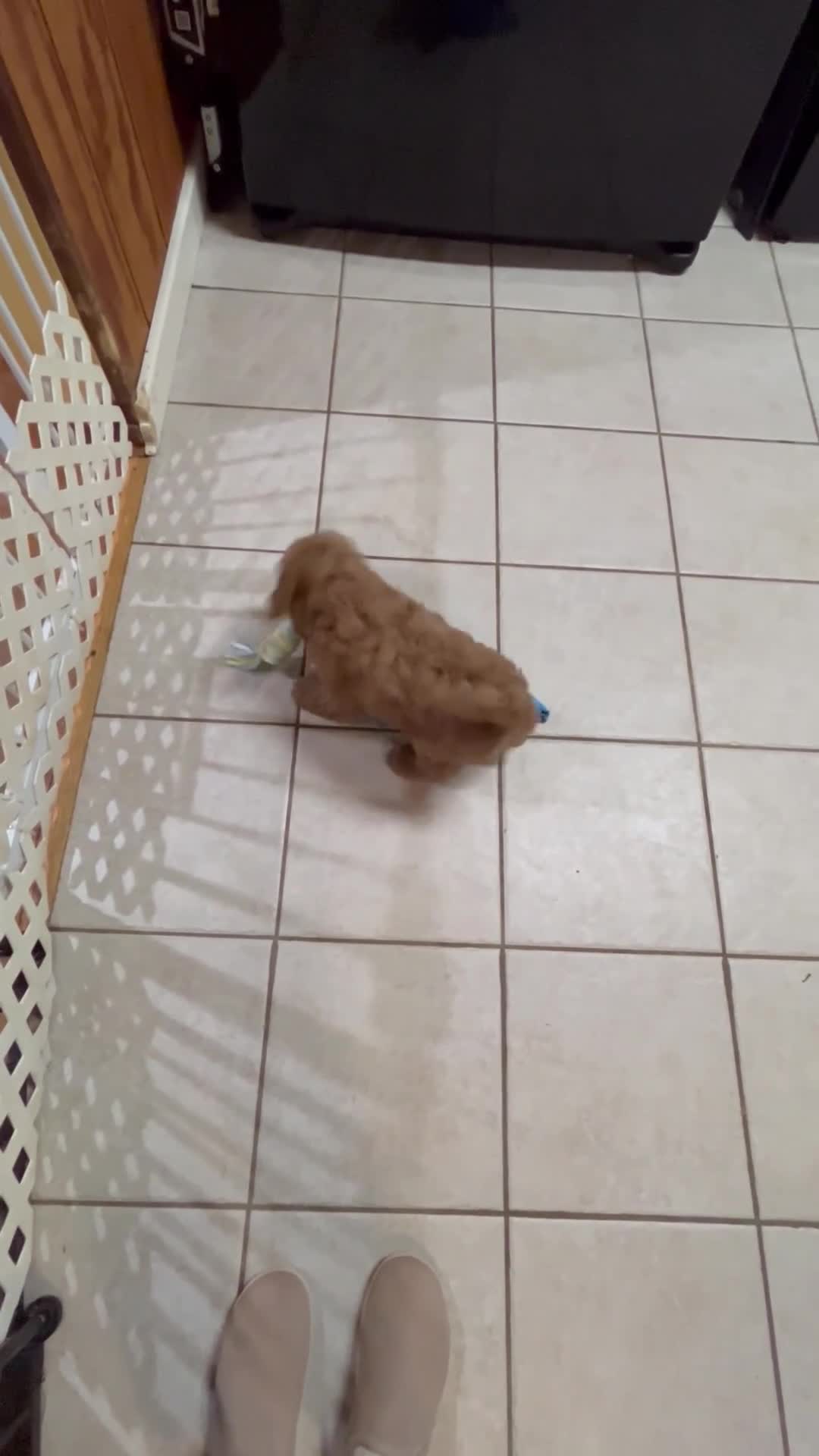 Mini Goldendoodle dogs for sale: Petite Lovely Mini Goldendoodle  - Video 3