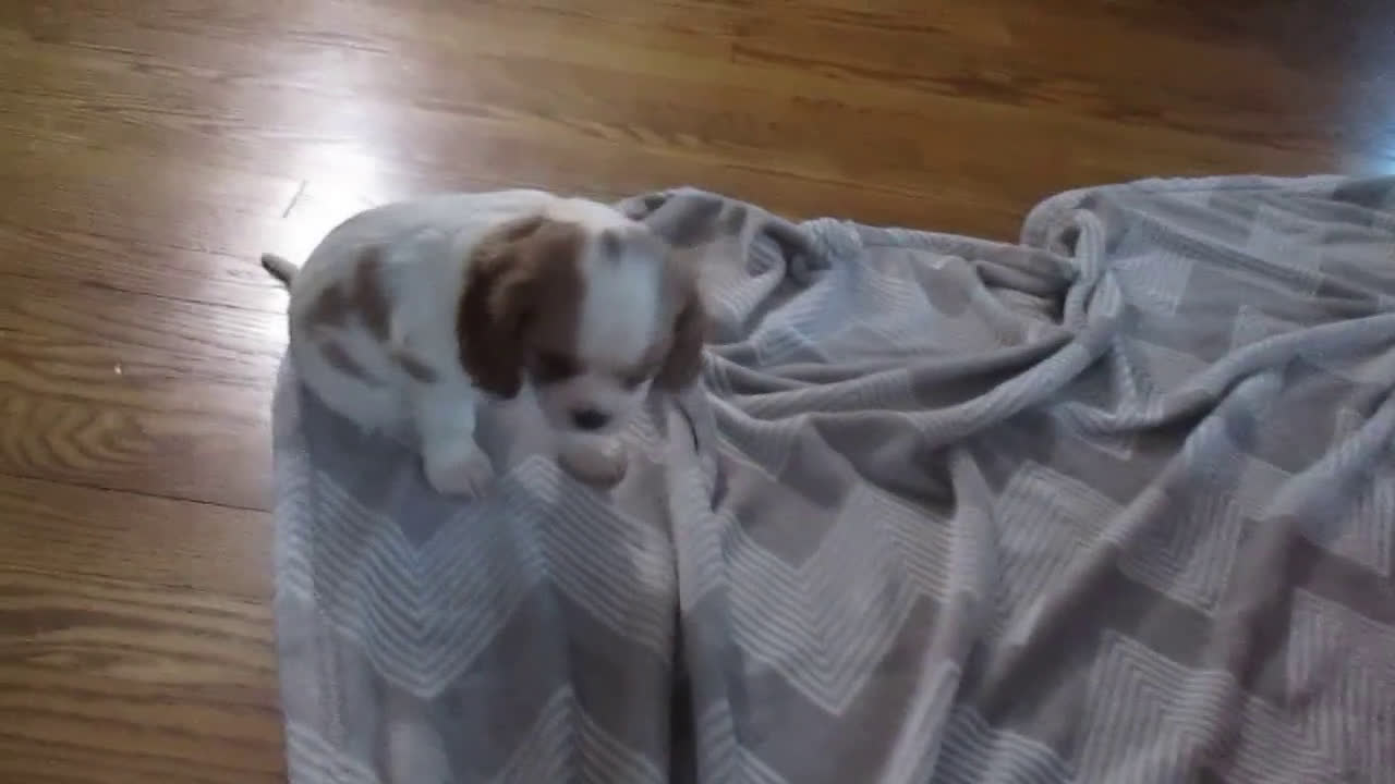 Cavalier King Charles Spaniel dogs for sale: Hayes - Video 1