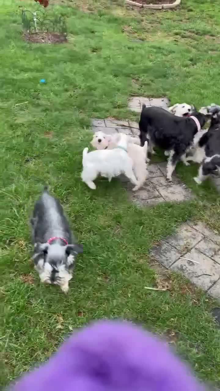 Miniature Schnauzer dogs for sale: AKC Chewie - Video 2
