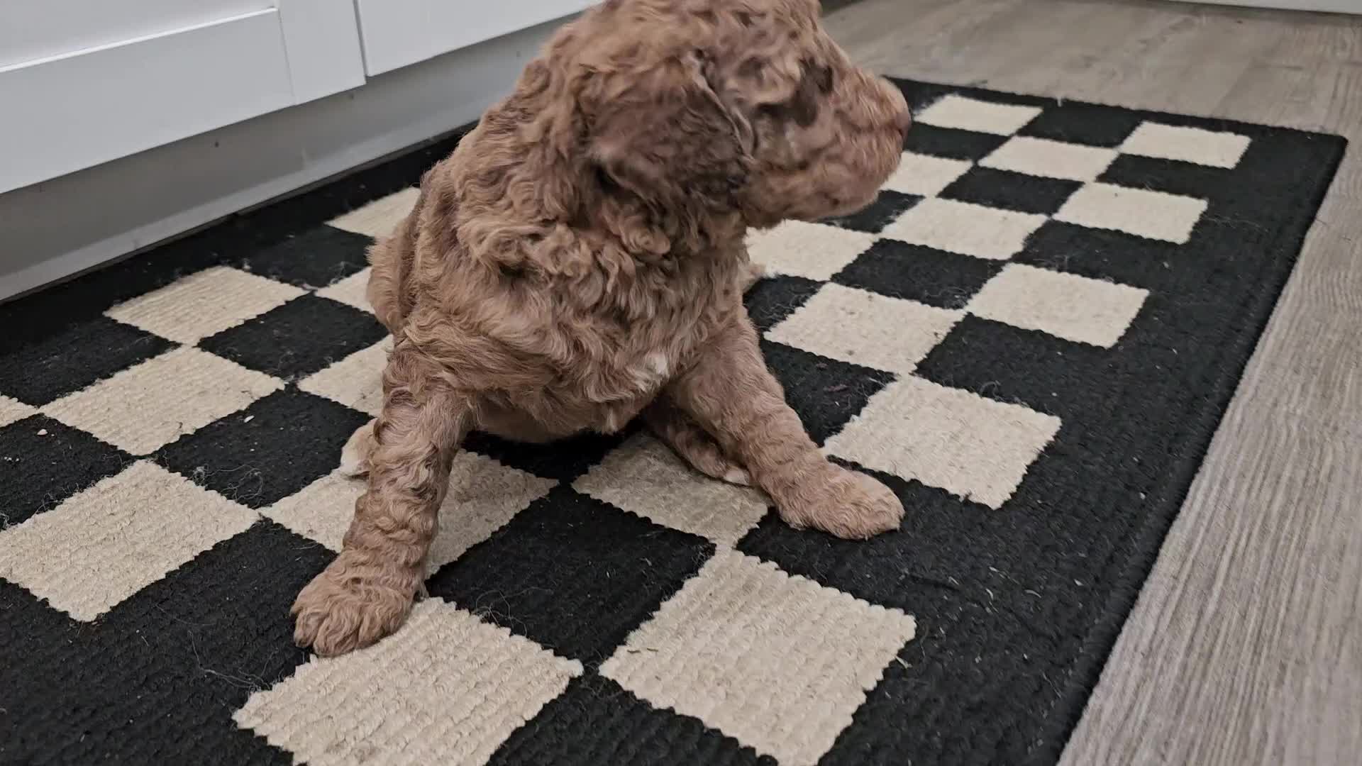 Standard Poodle dogs for sale: Obi Wan - Video 1