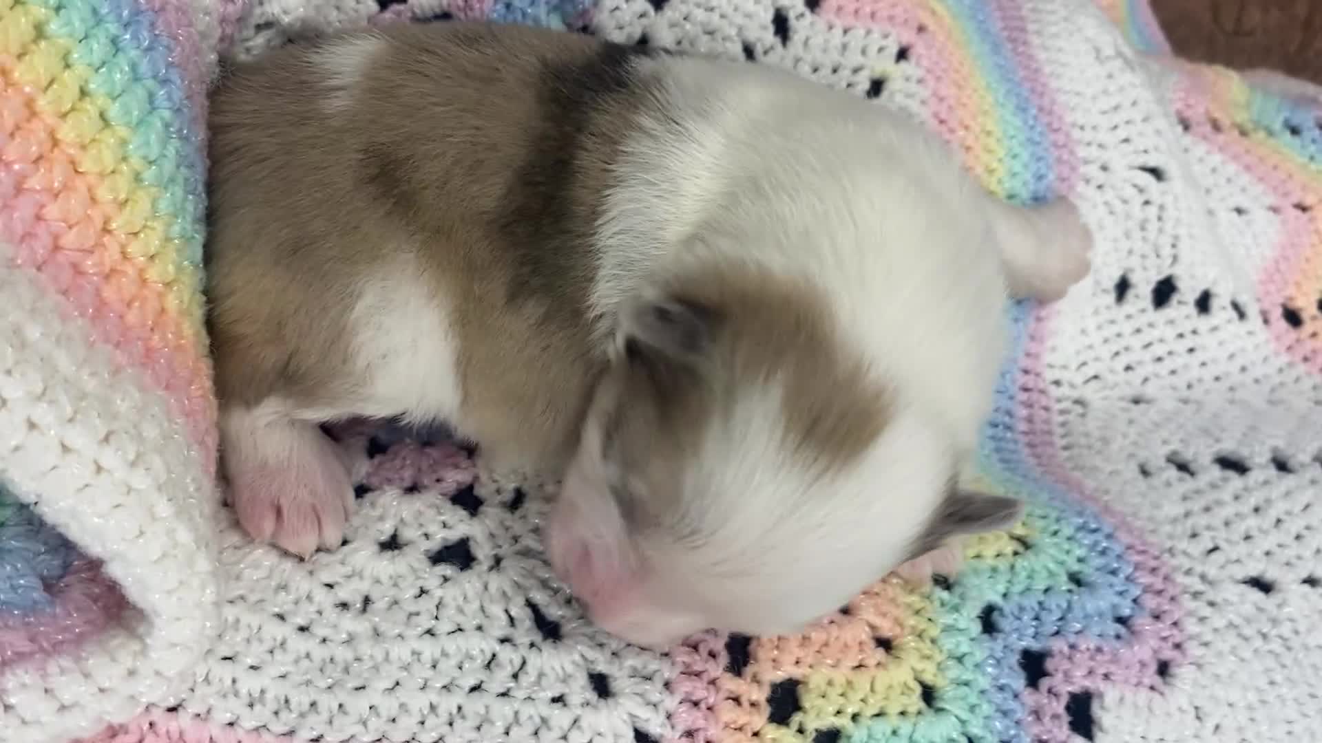 Pomsky dogs for sale: Will - Video 1
