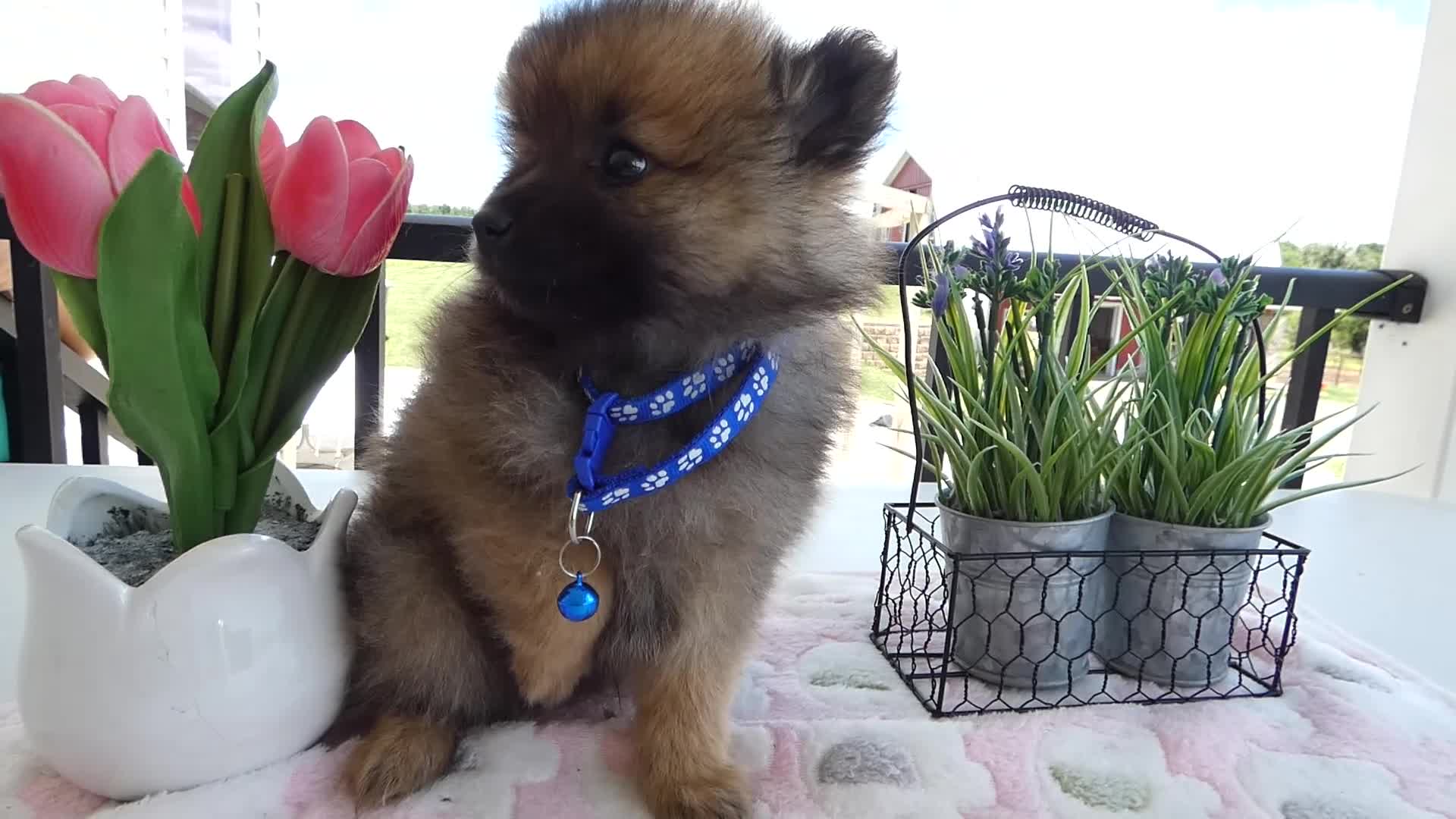 Pomeranian dogs for sale: Pomeranian 1 Sylvester - Video 1