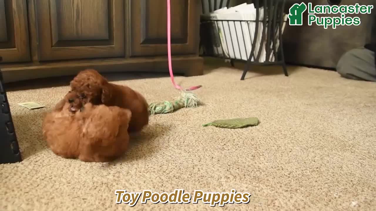 Toy Poodle dogs for sale: Moonbeam  - Video 1