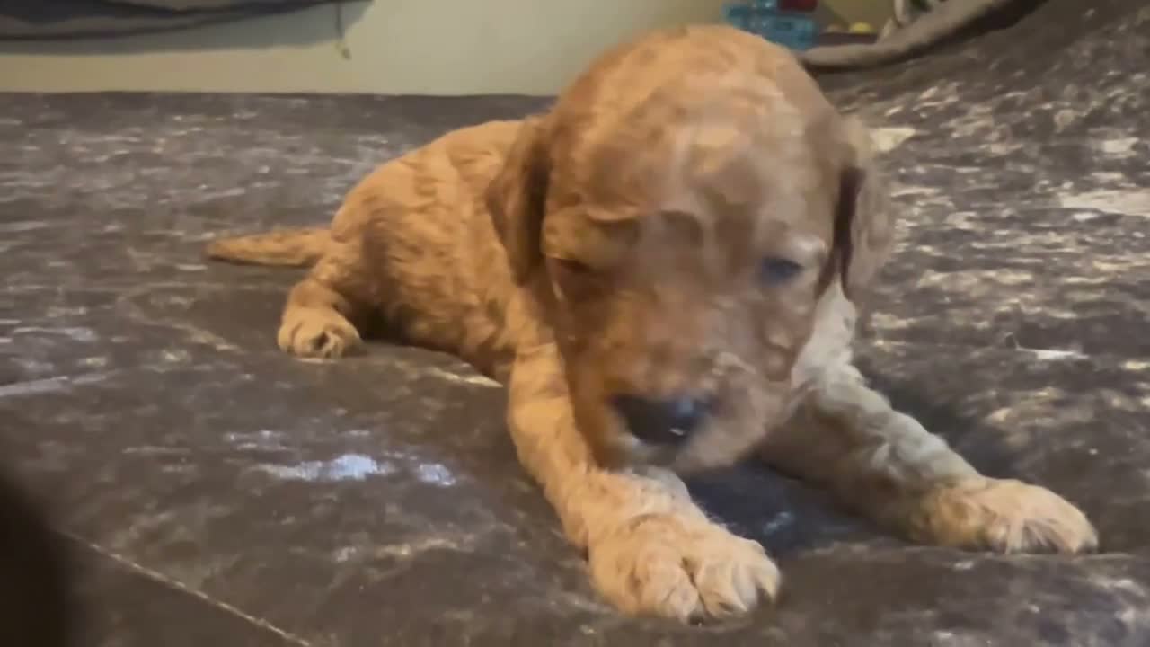 Cavapoo dogs for sale: Cavapoo 2 Green Collar - Video 1