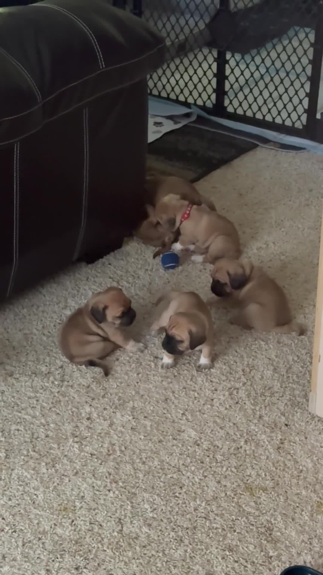 Puggle dogs for sale: Light pink collar  - Video 1