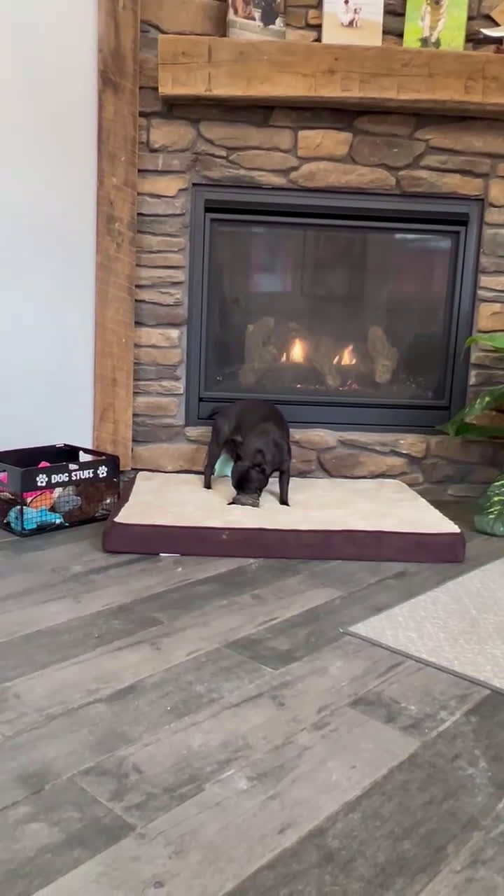 Frenchton dogs for sale: Lola - Video 2