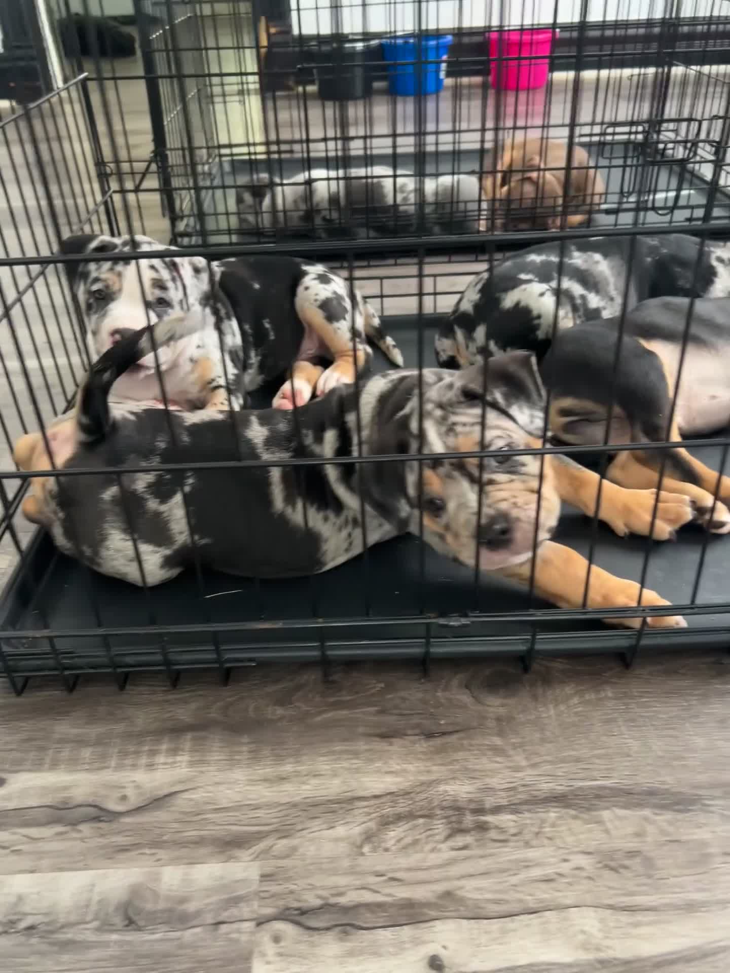 American Bully dogs for sale: Future - Video 2