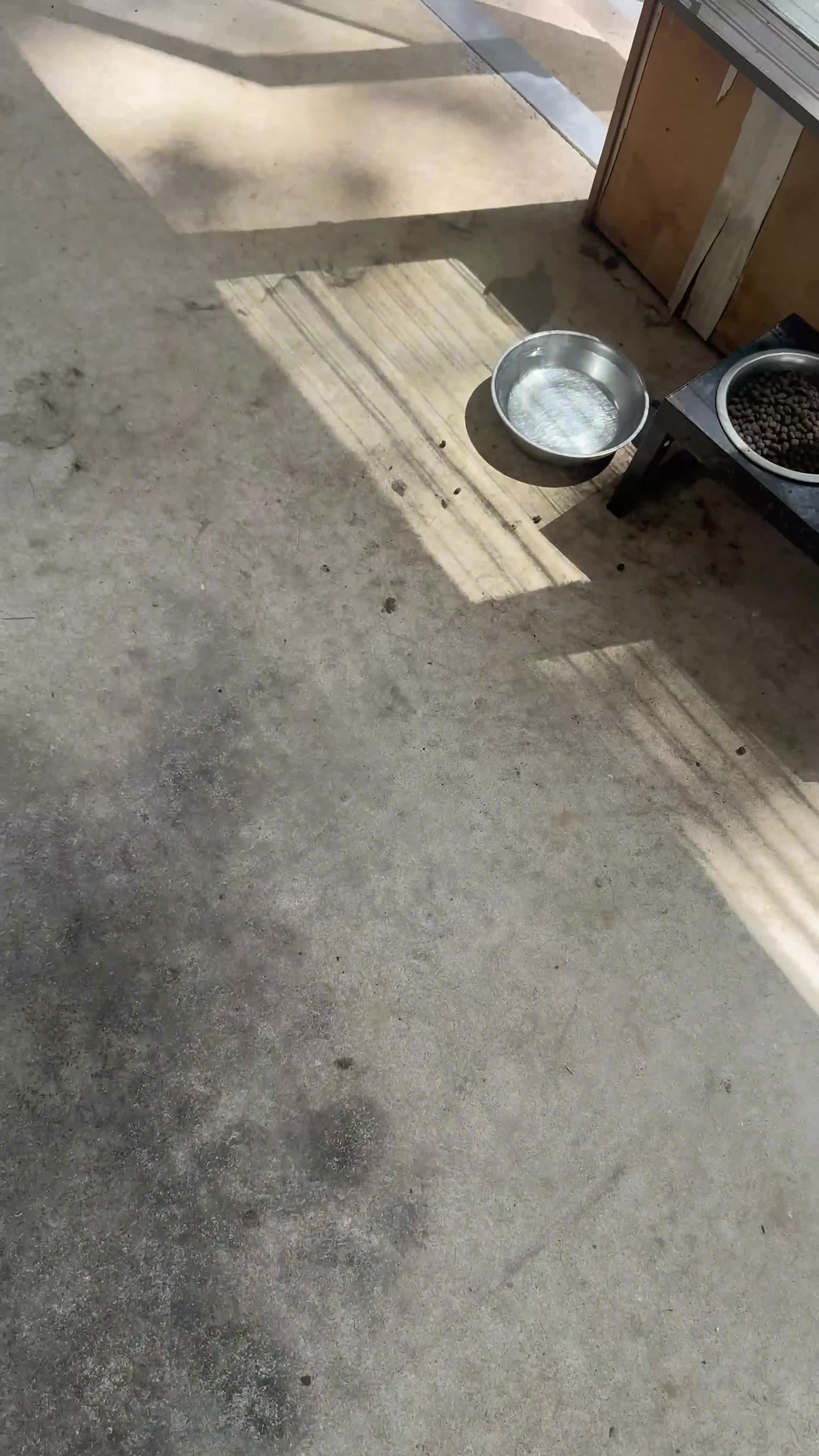 Mixed Breed dogs for sale: Mixed Breed 1 - Video 2