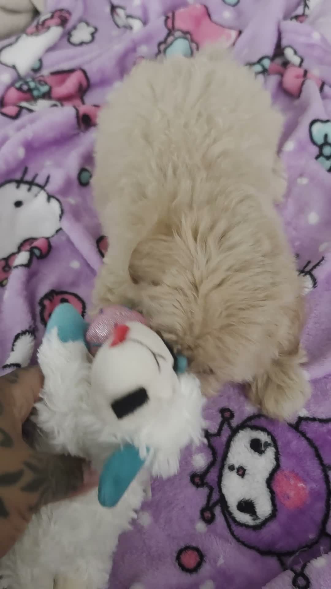 Maltipoo dogs for sale: Nani - Video 1