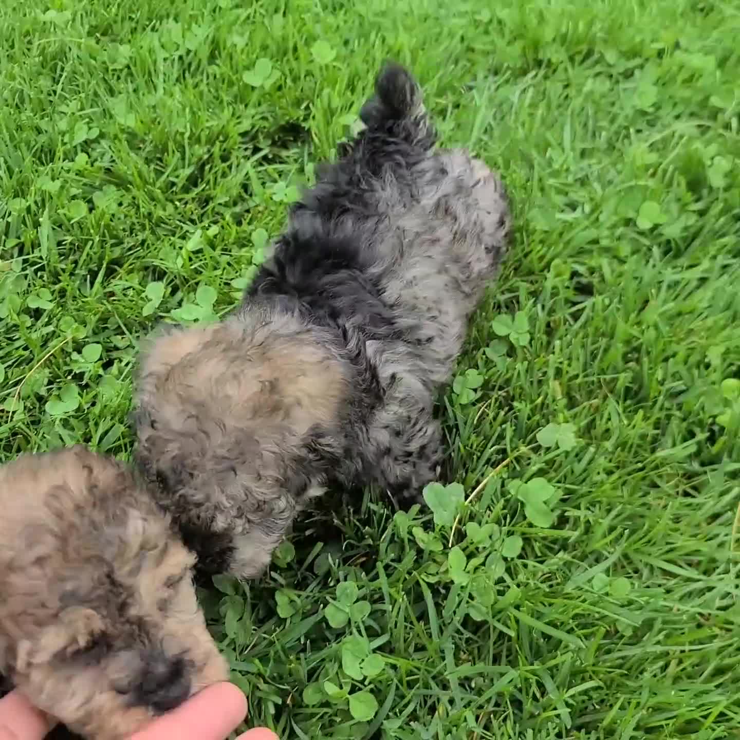 Miniature Poodle dogs for sale: Joy - Video 2