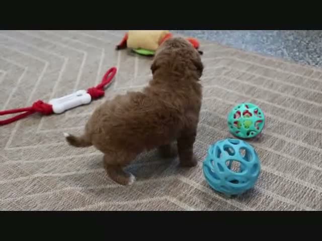 Mini Goldendoodle dogs for sale: Libby - Video 5