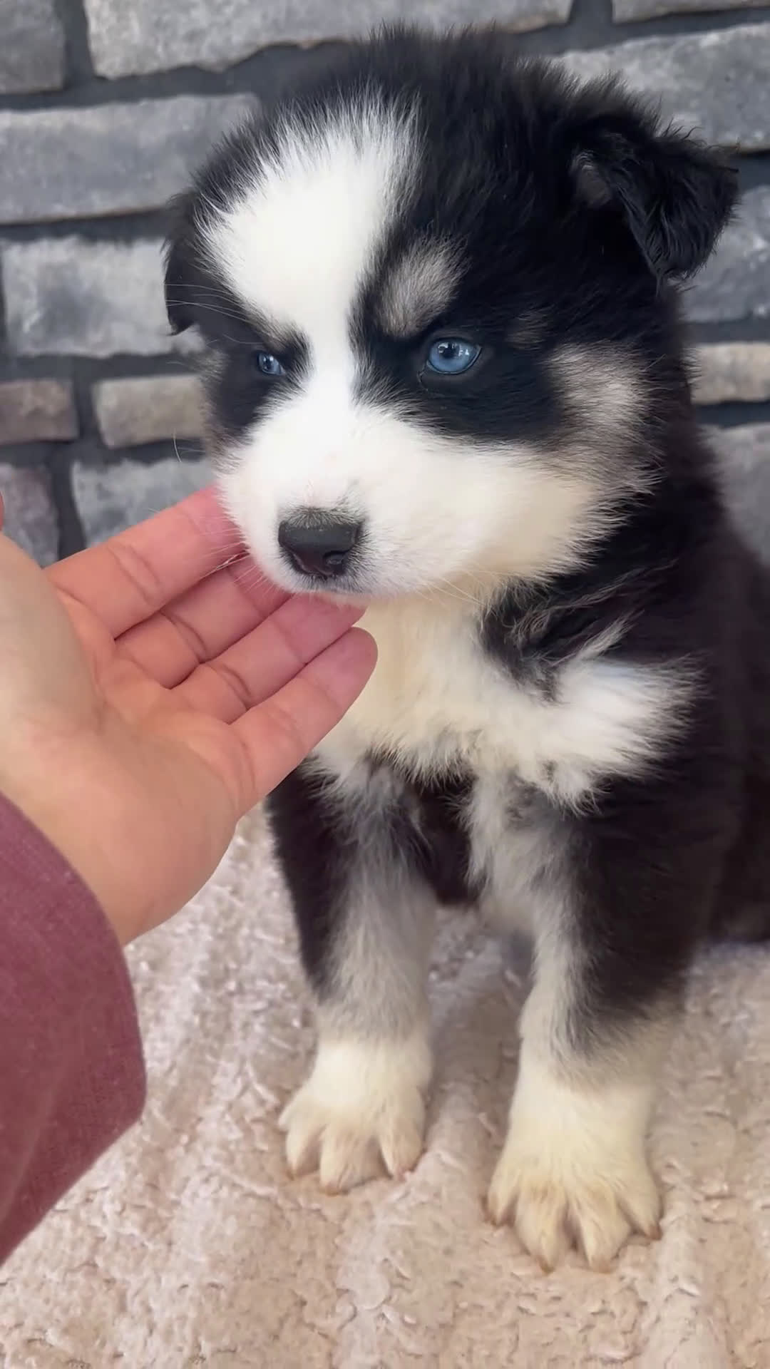 Pomsky dogs for sale: Ramsey - Video 1