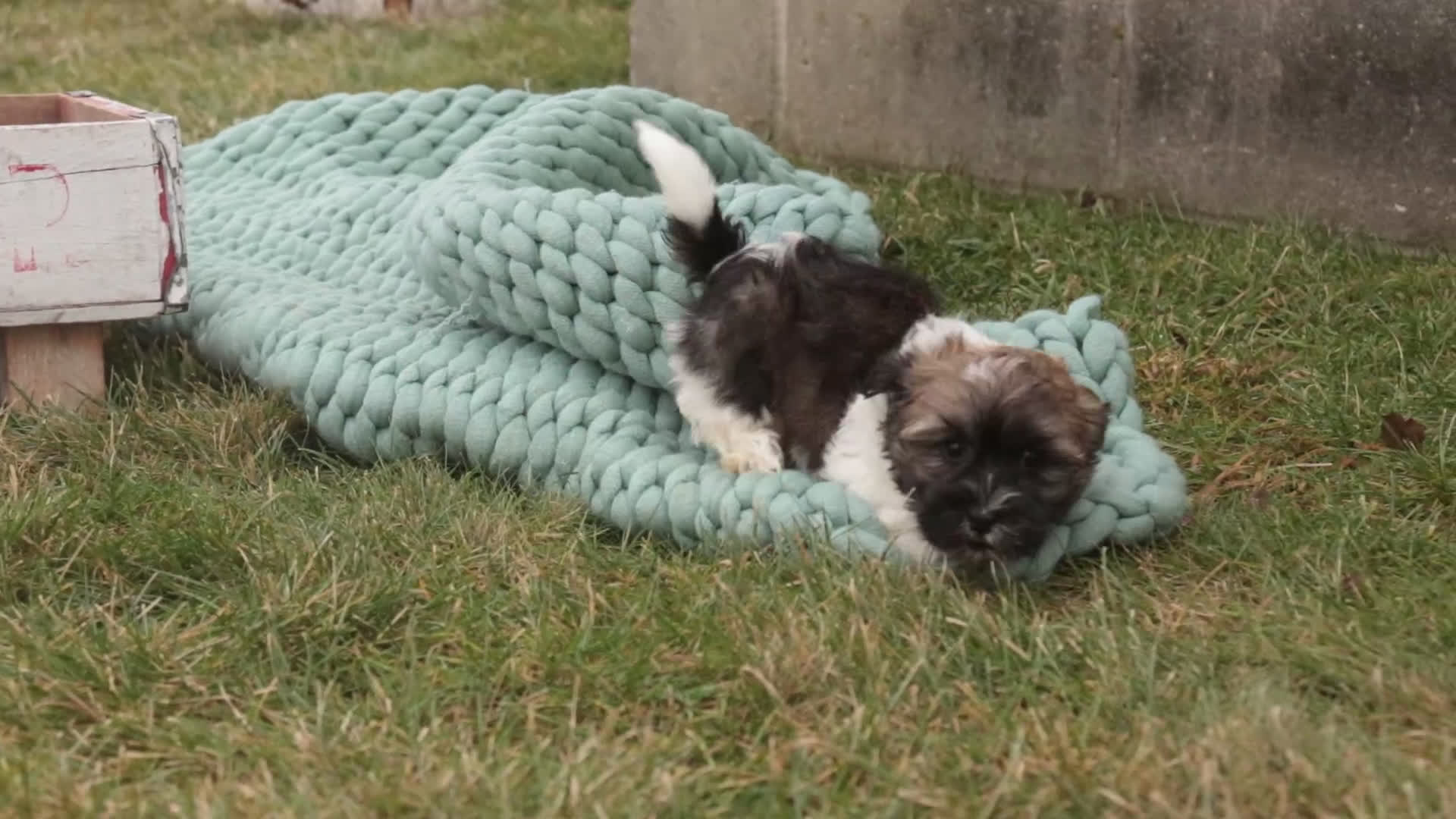 Havanese dogs for sale: Biscotti - Video 1