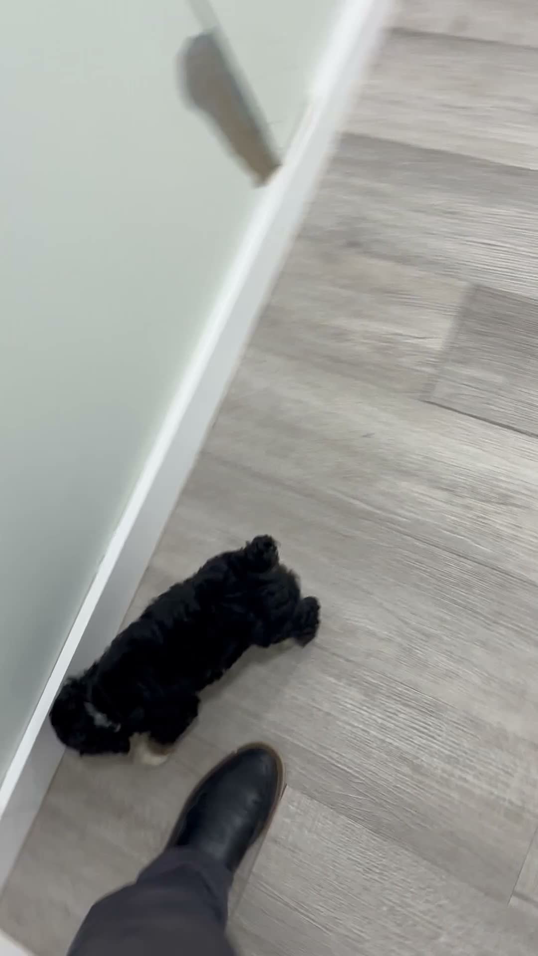 Cockapoo dogs for sale: Bella - Video 1