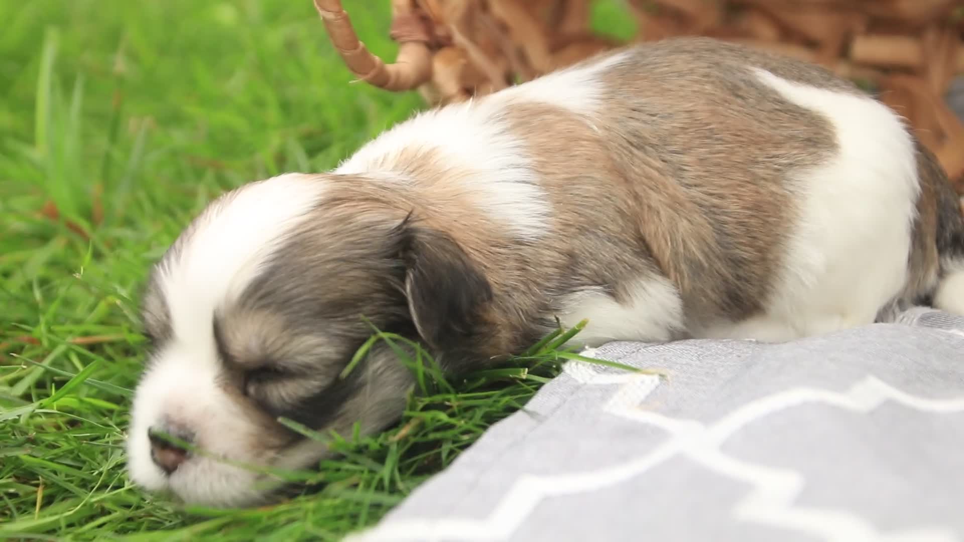 Havanese dogs for sale: Gatsby Havanese  - Video 1