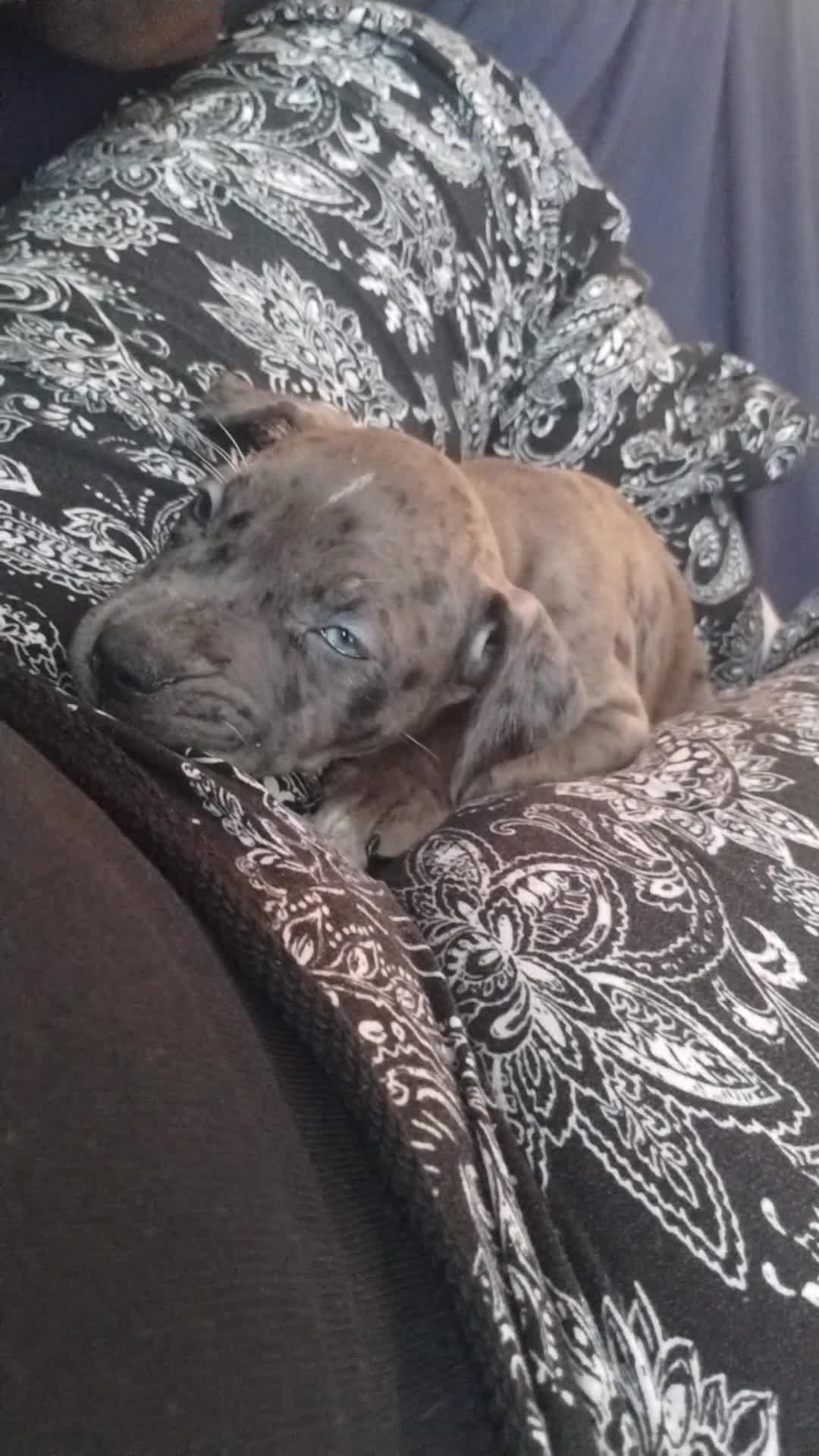American Bully dogs for sale: Silver - Video 2