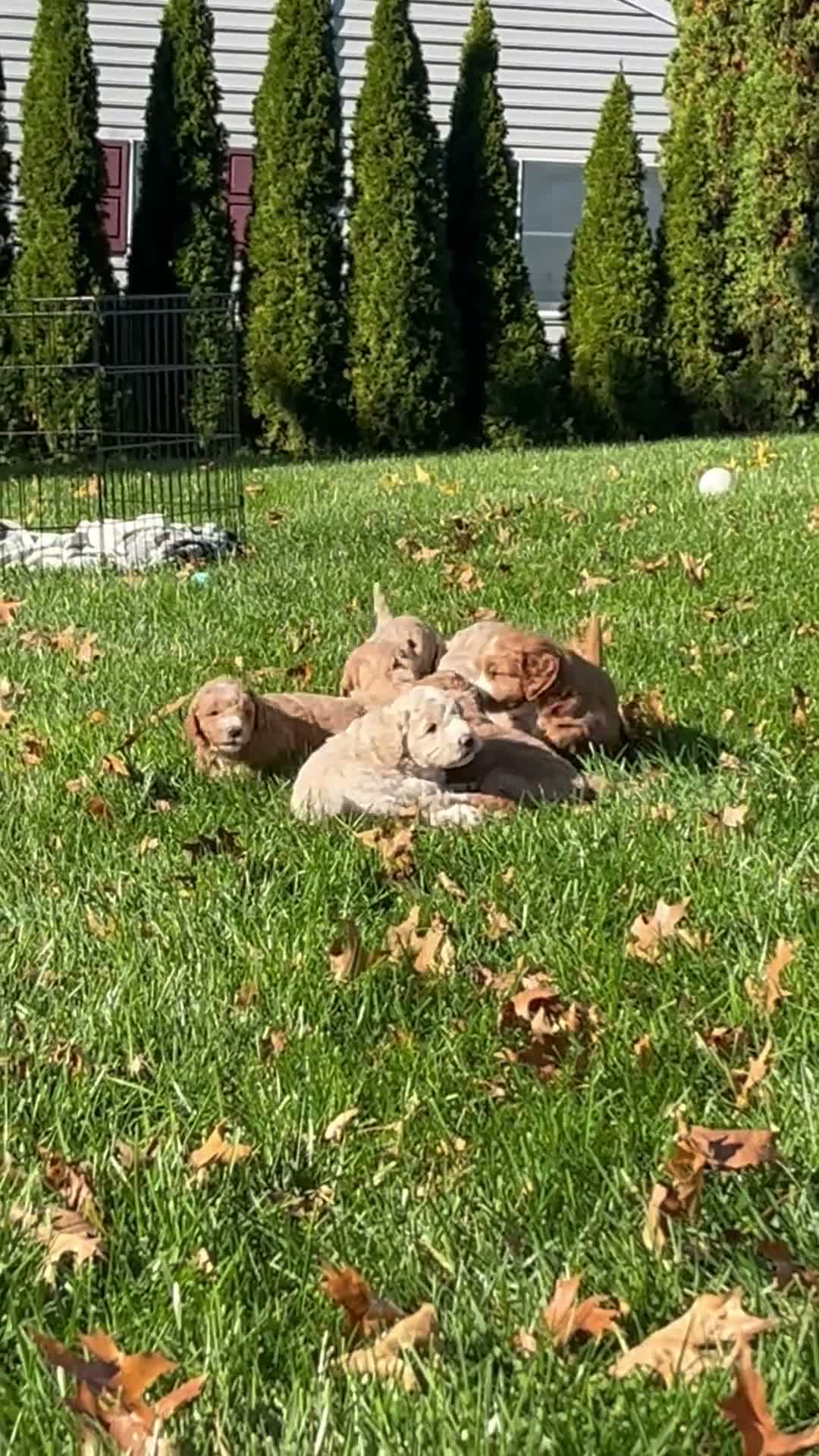 Mini Goldendoodle dogs for sale: Stella - Video 1