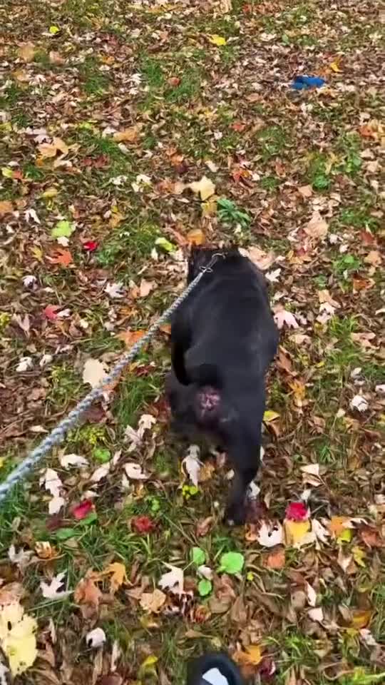 American Bully dogs for stud: Huncho - Video 1