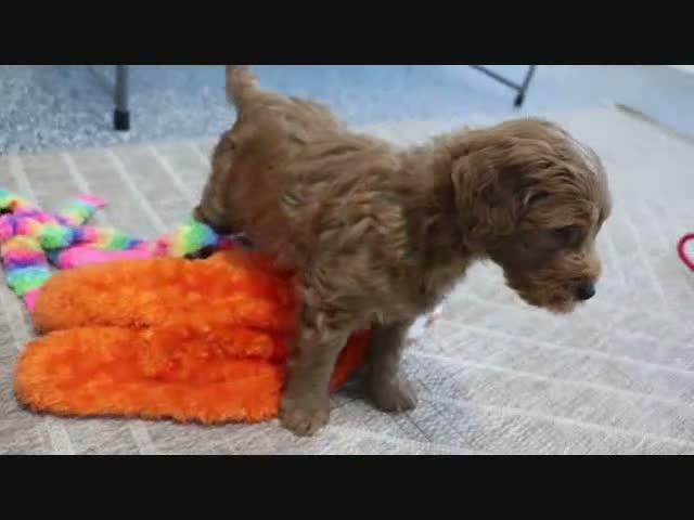 Mini Goldendoodle dogs for sale: Koby - Video 2
