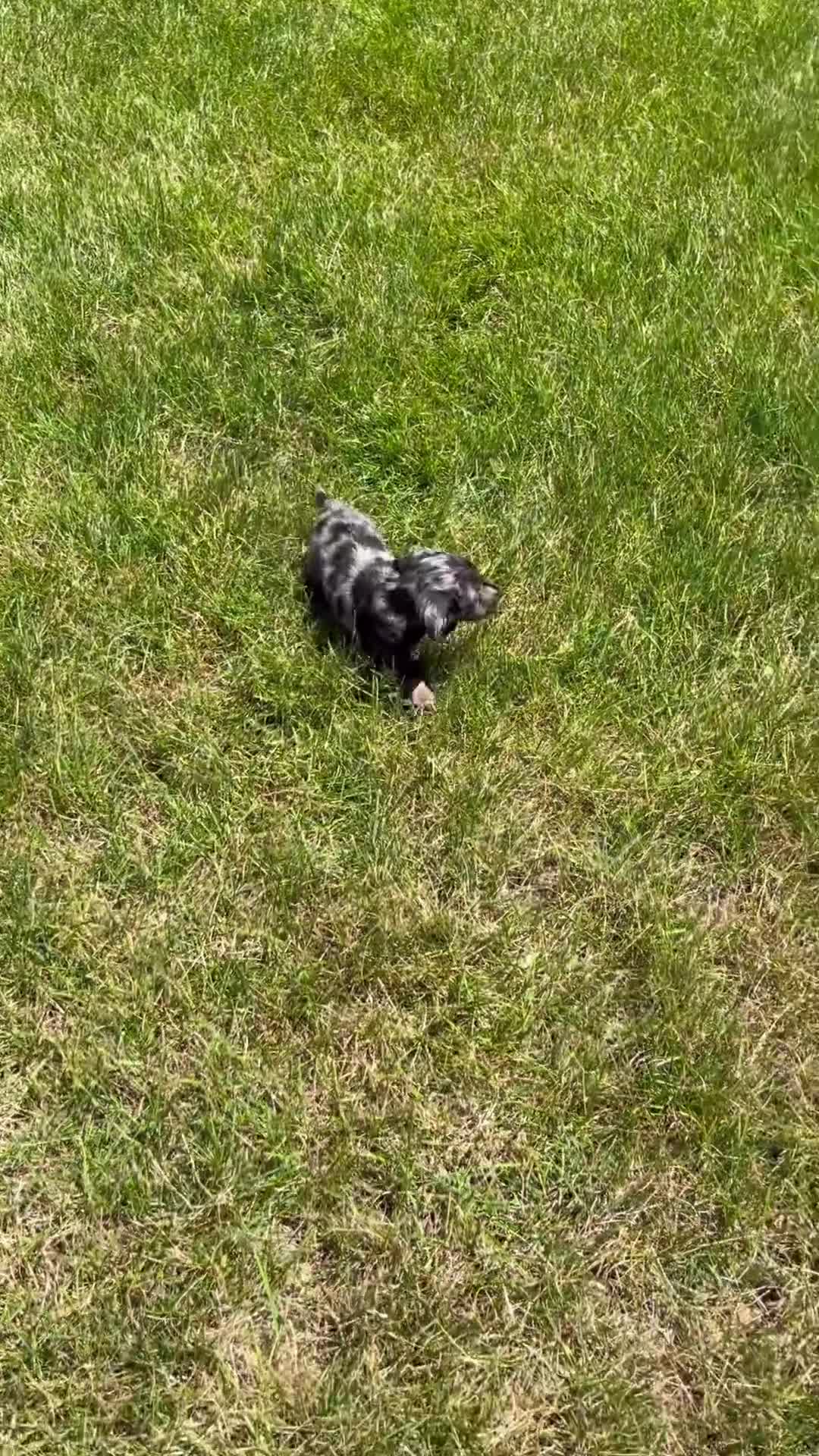 Miniature Dachshund dogs for sale: Luna - Video 1