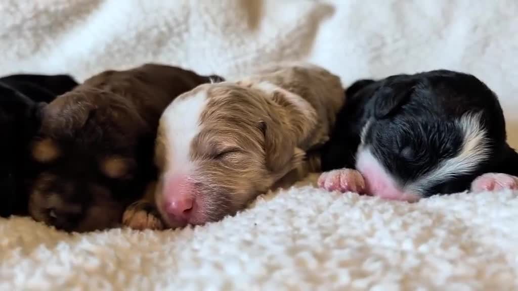 Bernedoodle dogs for sale: Bernedoodle 3 - Video 1