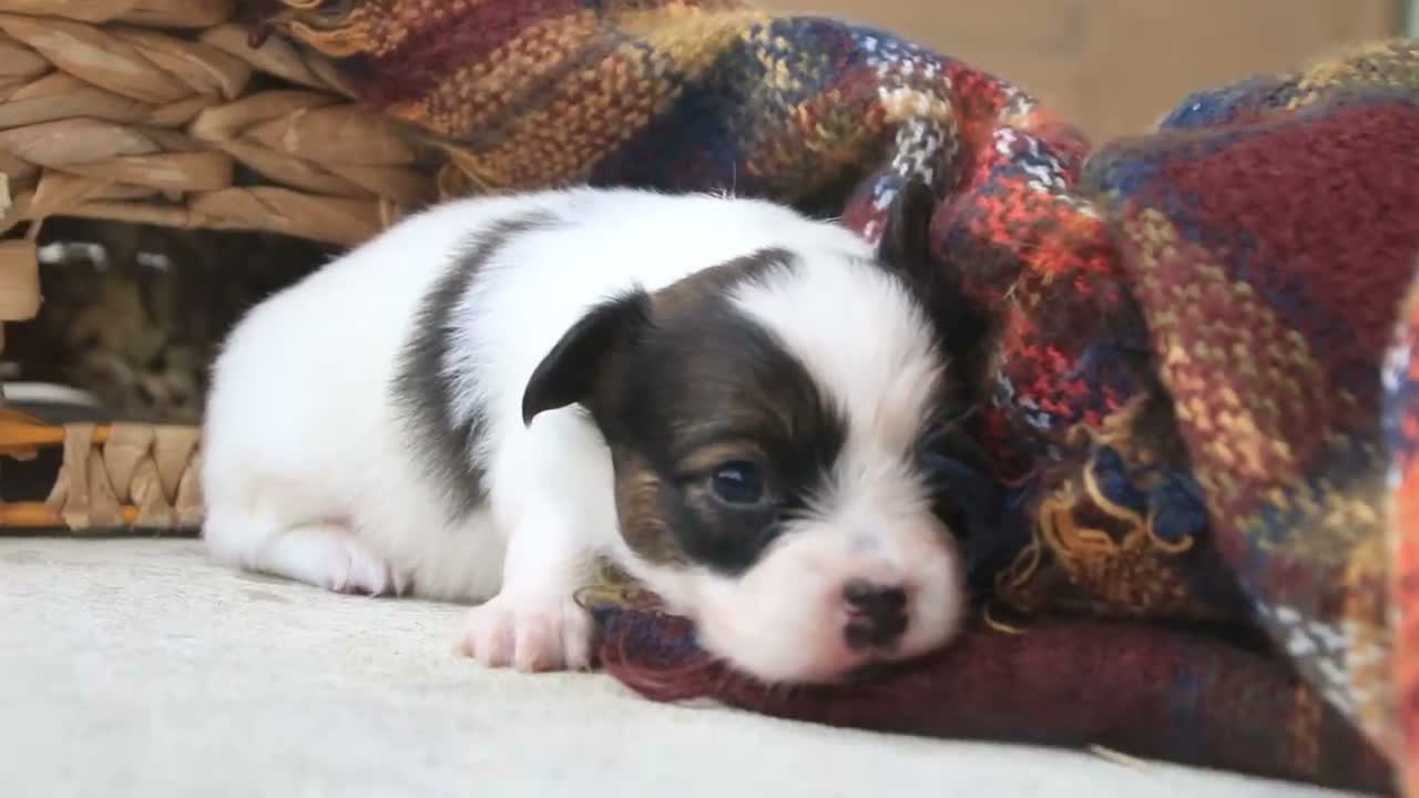Papillon dogs for sale: Cosette Papillon  - Video 2