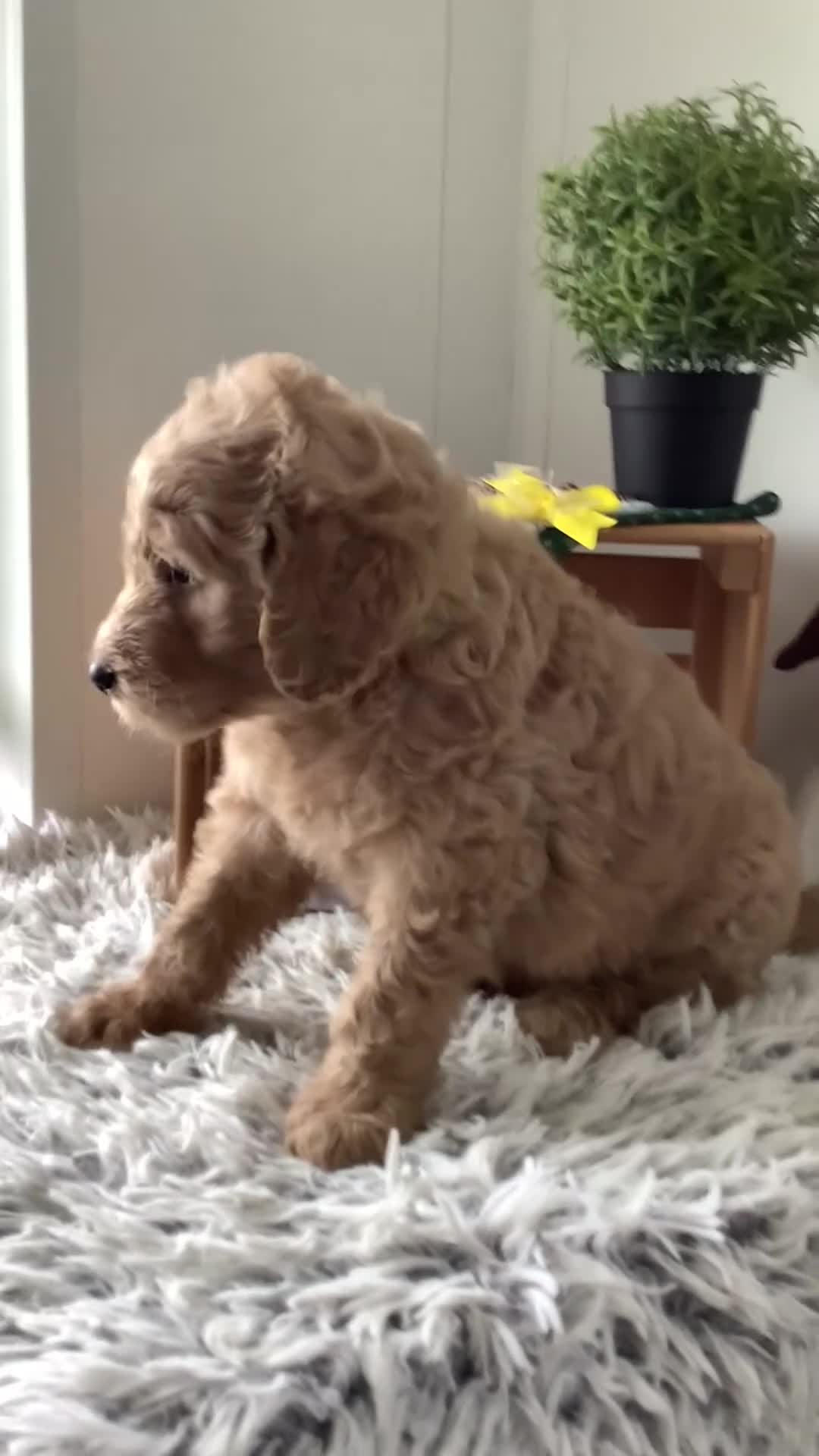 Goldendoodle dogs for sale: Goldendoodle 3 Ryan - F1b  - Video 1