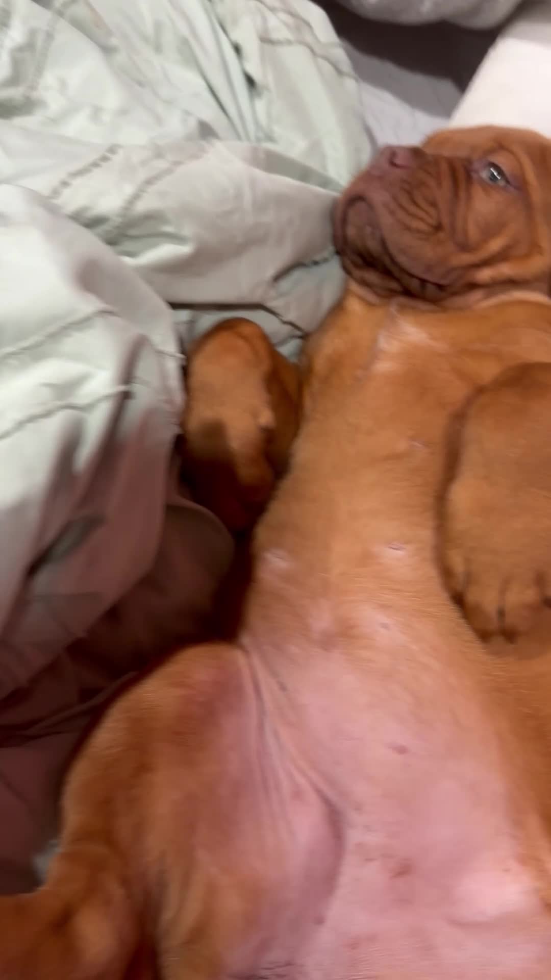 Dogue De Bordeaux dogs for sale: Dogue De Bordeaux 1 - Video 1
