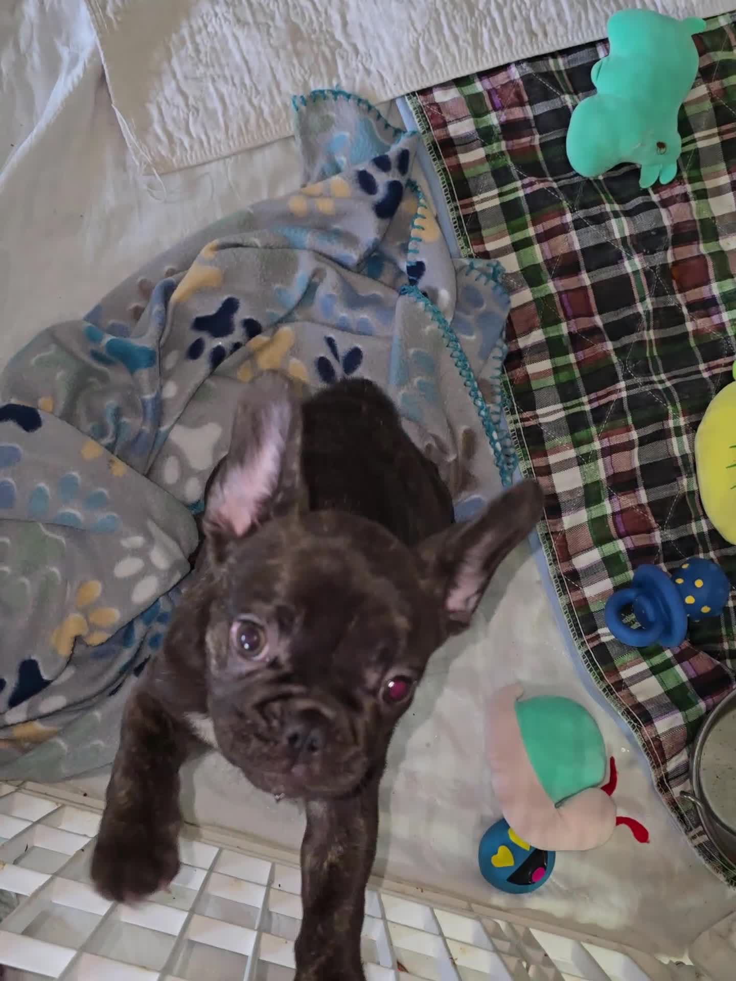 French Bulldog dogs for sale: French Bulldog 1 - Video 1