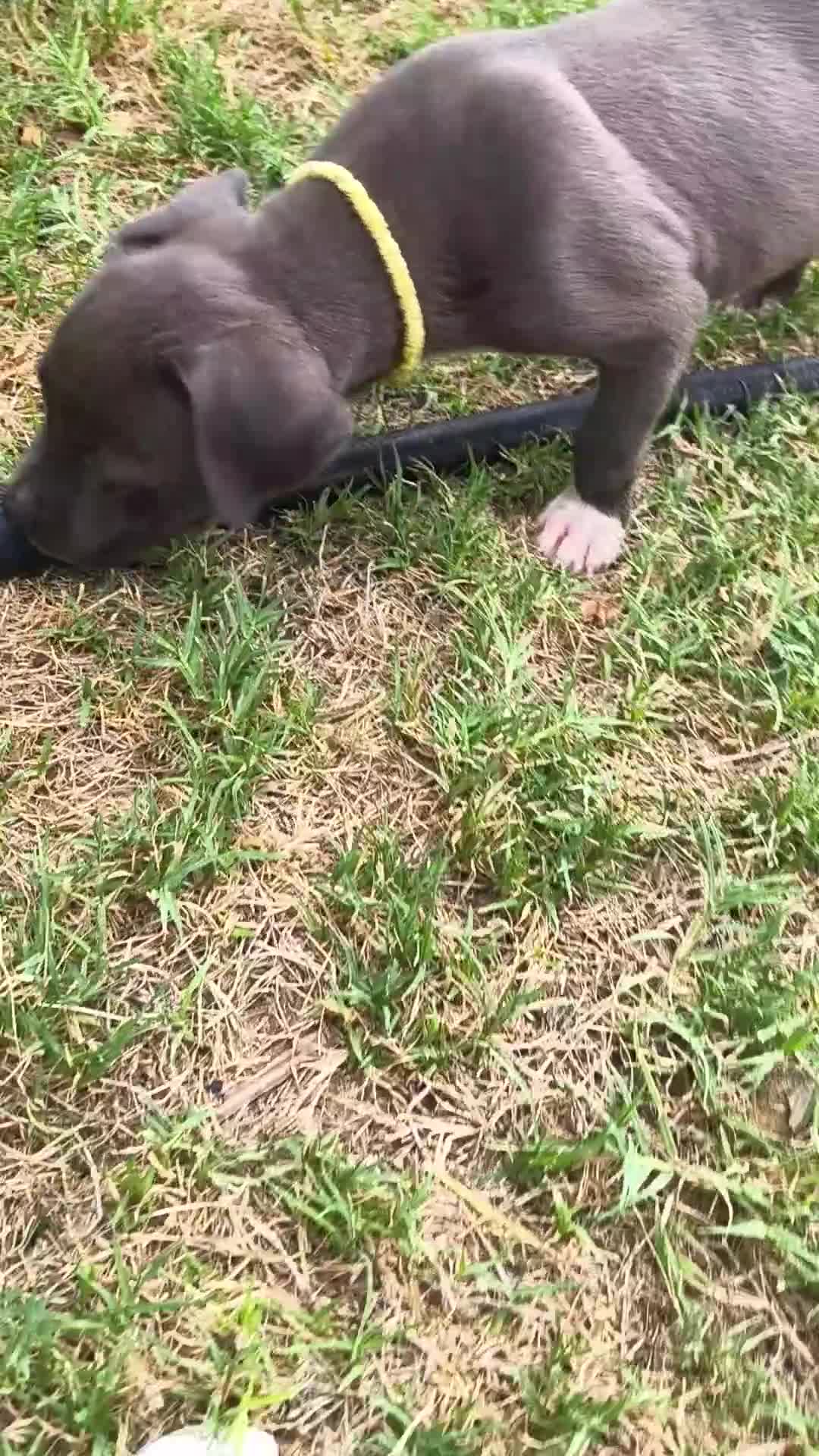 American Pit Bull Terrier dogs for sale: Luna - Video 1
