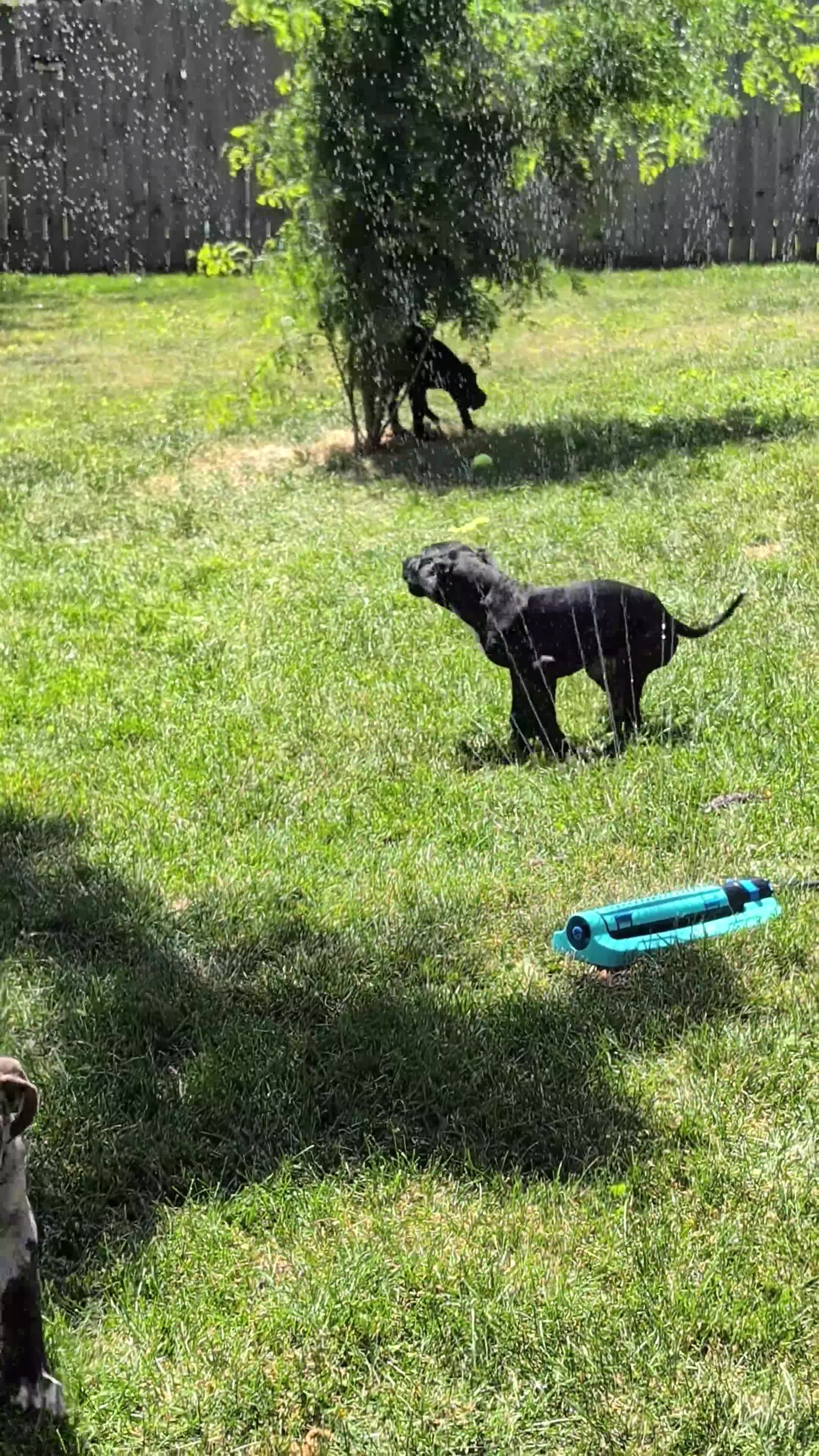 Great Dane dogs for sale: Clara - Video 1