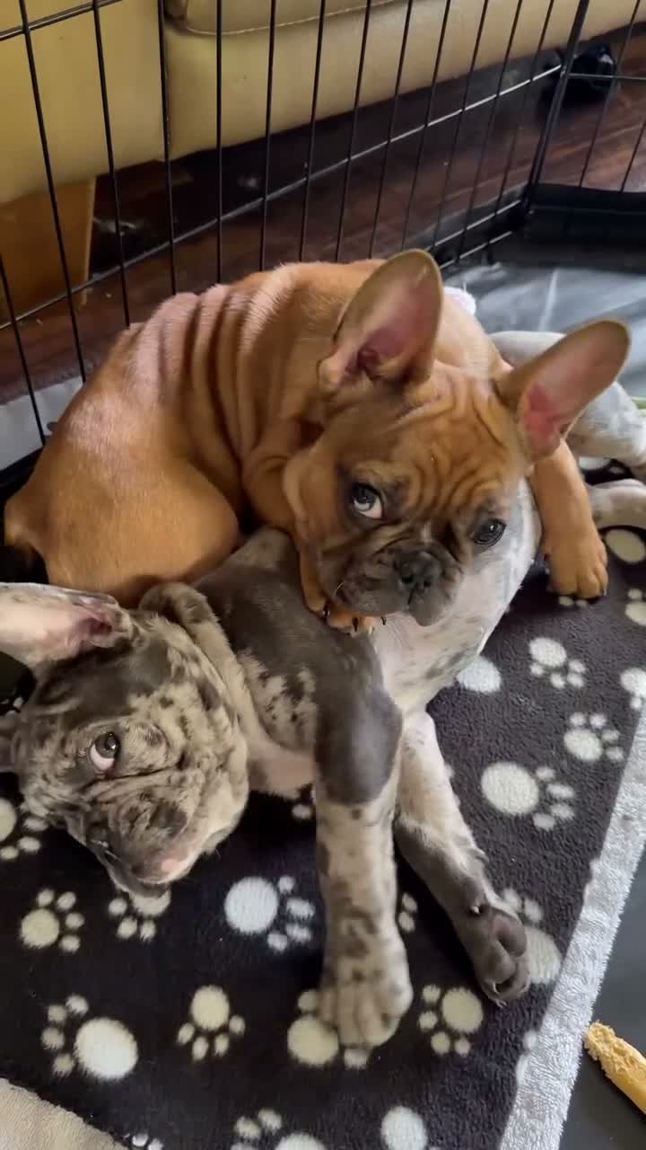 French Bulldog dogs for sale: Bruno (Red Fawn Merle) - Video 1