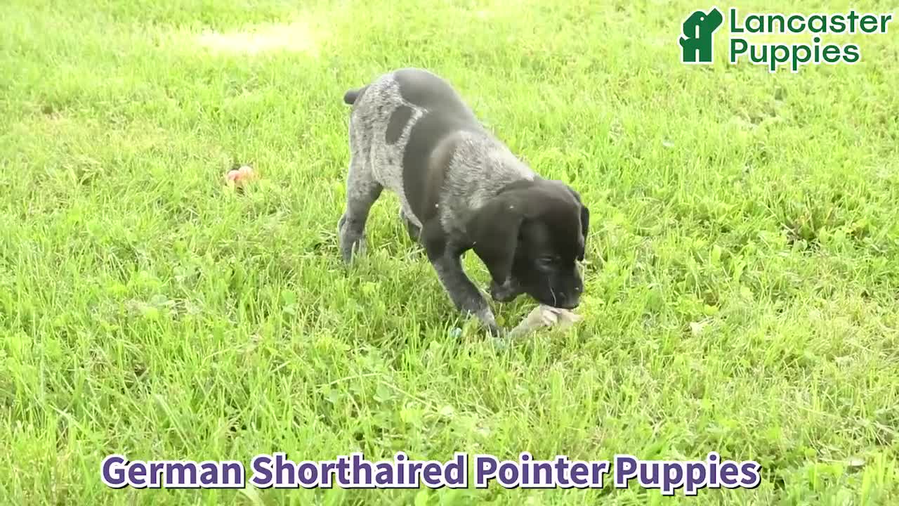 German Shorthaired Pointer dogs for sale: Hector - Video 1