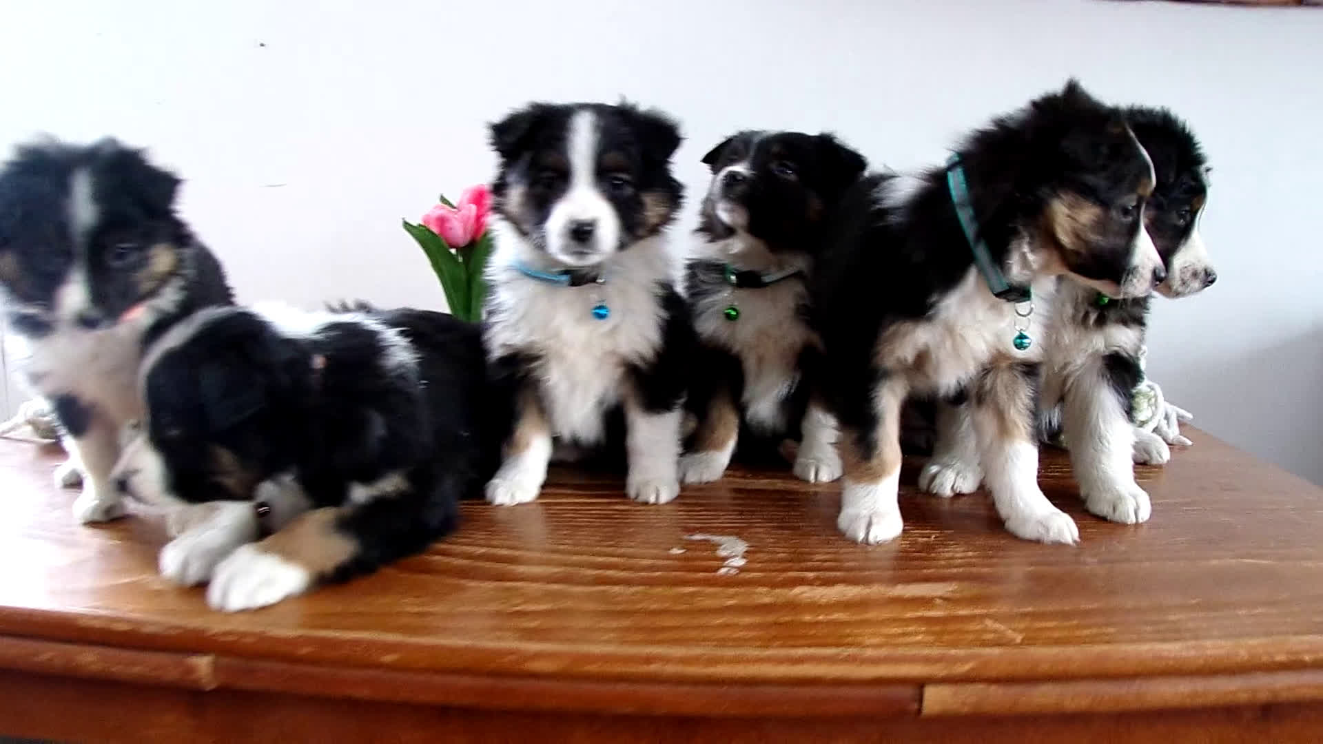 Mini Aussiedoodle dogs for sale: Mini Aussiedoodle Puppy 6 Wendy - Video 1